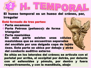 Está formado de tres partes:
Parte escamosa
Parte Petrosa (peñasco): de forma
triangular
Parte mastoidea
En esta parte existen unas células
mastoideas que se encuentran separadas
Se sitúa en los laterales del cráneo; se articula con el
parietal por arriba, el occipital por detrás, por delante
con el esfenoides y pómulo, por dentro y fuera
respectivamente, y con la mandíbula, abajo
El hueso temporal es un hueso del cráneo, par,
irregular
del encéfalo por una delgada capa de tejido
óseo. Esta parte se ubica por debajo y atrás
del conducto auditivo externo
 