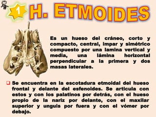 Es un hueso del cráneo, corto y
compacto, central, impar y simétrico
compuesto por una lamina vertical y
media, una lámina horizontal
perpendicular a la primera y dos
masas laterales.
 Se encuentra en la escotadura etmoidal del hueso
frontal y delante del esfenoides. Se articula con
estos y con los palatinos por detrás, con el hueso
propio de la nariz por delante, con el maxilar
superior y unguis por fuera y con el vómer por
debajo.
 