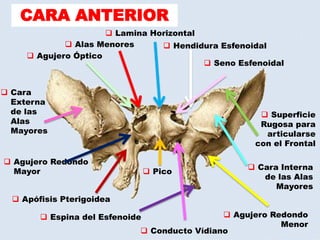 CARA ANTERIOR
 Alas Menores
 Agujero Óptico
 Lamina Horizontal
 Hendidura Esfenoidal
 Superficie
Rugosa para
articularse
con el Frontal
 Cara Interna
de las Alas
Mayores
 Seno Esfenoidal
 Agujero Redondo
Menor
 Espina del Esfenoide
 Conducto Vídiano
 Apófisis Pterigoidea
 Agujero Redondo
Mayor
 Cara
Externa
de las
Alas
Mayores
 Pico
 