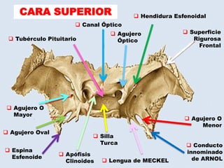 CARA SUPERIOR
 Agujero
Óptico
 Canal Óptico
 Tubérculo Pituitario
 Hendidura Esfenoidal
 Superficie
Rigurosa
Frontal
 Agujero O
Mayor
 Agujero O
Menor
 Agujero Oval
 Espina
Esfenoide  Apófisis
Clinoides
 Silla
Turca
 Lengua de MECKEL
 Conducto
innominado
de ARNOL
 