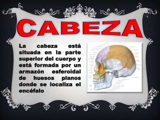 La cabeza está
situada en la parte
superior del cuerpo y
está formada por un
armazón esferoidal
de huesos planos
donde se localiza el
encéfalo
 