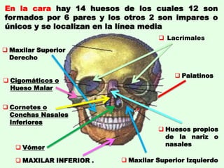  Maxilar Superior
Derecho
 MAXILAR INFERIOR .
 Palatinos
 Cigomáticos o
Hueso Malar
 Huesos propios
de la nariz o
nasales
 Cornetes o
Conchas Nasales
Inferiores
 Vómer
En la cara hay 14 huesos de los cuales 12 son
formados por 6 pares y los otros 2 son impares o
únicos y se localizan en la línea media
 Lacrimales
 Maxilar Superior Izquierdo
 