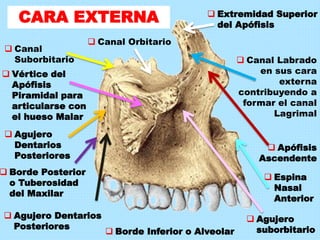  Extremidad Superior
del Apófisis
 Apófisis
Ascendente
 Agujero
suborbitario
 Espina
Nasal
Anterior
 Borde Inferior o Alveolar
 Agujero Dentarios
Posteriores
 Borde Posterior
o Tuberosidad
del Maxilar
 Agujero
Dentarios
Posteriores
 Vértice del
Apófisis
Piramidal para
articularse con
el hueso Malar
 Canal
Suborbitario
 Canal Orbitario
 Canal Labrado
en sus cara
externa
contribuyendo a
formar el canal
Lagrimal
CARA EXTERNA
 