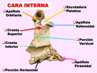 CARA INTERNA
Apófisis
Orbitaria
Cresta
Superior
Cresta
Inferior
Porción Horizontal
Apófisis
Piramidal
Porción
Vertical
Apófisis
Esfenoidal
Escotadura
Palatina
 