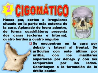 Hueso par, cortos e irregulares
situado en la parte más externa de
la cara. Aplanado de fuera adentro,
de forma cuadrilátera; presenta
dos caras (externa e interna),
cuatro bordes y cuatro ángulos
 Se encuentran en la cara por
debajo y lateral al frontal. Se
articulan con este último por
arriba, con los maxilares
superiores por debajo y con los
temporales por los lados.
Contribuyen a la formación de la
órbita ocular.
 