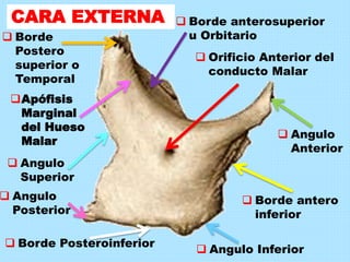 CARA EXTERNA
Apófisis
Marginal
del Hueso
Malar
 Angulo
Superior
 Angulo Inferior
 Angulo
Posterior
 Borde Posteroinferior
 Borde antero
inferior
 Angulo
Anterior
 Orificio Anterior del
conducto Malar
 Borde anterosuperior
u Orbitario Borde
Postero
superior o
Temporal
 