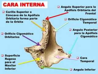CARA INTERNA  Angulo Superior para la
Apófisis Orbitaria del
Frontal
 Orificio Cigomático
Temporal
 Angulo Posterior
para la Apófisis
Cigomático
 Cara
Temporal
 Angulo Inferior
 Superficie
Rugosa
para el
Maxilar
Inferior
 Carilla Superior o
Cóncava de la Apófisis
Orbitaria forma parte
de la Orbita
 Orificio Cigomático
Orbitarios
 