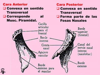 Cara Anterior
 Convexa en sentido
Transversal
 Corresponde al
Musc. Piramidal.
Cara Posterior
 Convexa en sentido
Transversal
 Forma parte de las
Fosas Nasales
 