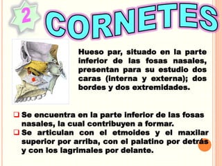 Hueso par, situado en la parte
inferior de las fosas nasales,
presentan para su estudio dos
caras (interna y externa); dos
bordes y dos extremidades.
 Se encuentra en la parte inferior de las fosas
nasales, la cual contribuyen a formar.
 Se articulan con el etmoides y el maxilar
superior por arriba, con el palatino por detrás
y con los lagrimales por delante.
 