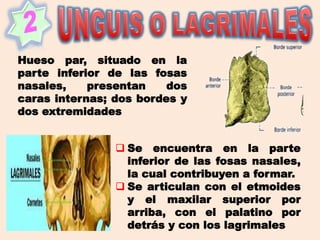 Hueso par, situado en la
parte inferior de las fosas
nasales, presentan dos
caras internas; dos bordes y
dos extremidades
 Se encuentra en la parte
inferior de las fosas nasales,
la cual contribuyen a formar.
 Se articulan con el etmoides
y el maxilar superior por
arriba, con el palatino por
detrás y con los lagrimales
 
