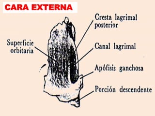 CARA EXTERNA
 