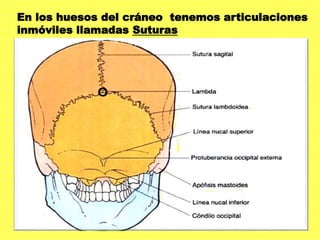 En los huesos del cráneo tenemos articulaciones
inmóviles llamadas Suturas
 