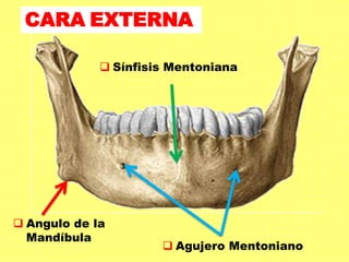 CARA EXTERNA
 Angulo de la
Mandíbula
 Agujero Mentoniano
 Sínfisis Mentoniana
 