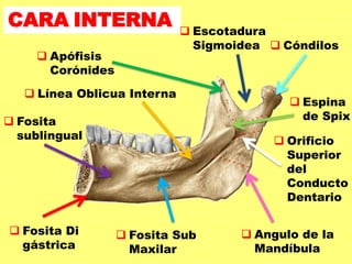 CARA INTERNA
 Fosita
sublingual
 Apófisis
Corónides
 Línea Oblicua Interna
 Fosita Di
gástrica
 Fosita Sub
Maxilar
 Angulo de la
Mandíbula
 Cóndilos
 Escotadura
Sigmoidea
 Espina
de Spix
 Orificio
Superior
del
Conducto
Dentario
 