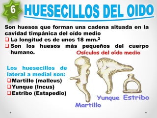 Son huesos que forman una cadena situada en la
cavidad timpánica del oído medio
 La longitud es de unos 18 mm.2
 Son los huesos más pequeños del cuerpo
humano.
Los huesecillos de
lateral a medial son:
Martillo (malleus)
Yunque (Incus)
Estribo (Estapedio)
 