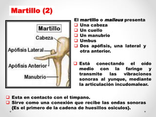 Martillo (2)
El martillo o malleus presenta
 Una cabeza
 Un cuello
 Un manubrio
 Umbus
 Dos apófisis, una lateral y
otra anterior.
 Está conectando el oído
medio con la faringe y
transmite las vibraciones
sonoras al yunque, mediante
la articulación incudomalear.
 Esta en contacto con el tímpano.
 Sirve como una conexión que recibe las ondas sonoras
{Es el primero de la cadena de huesillos osiculos}.
 