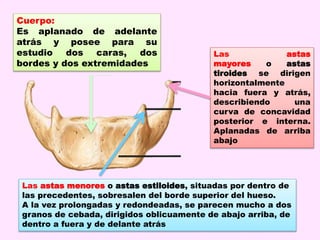 Cuerpo:
Es aplanado de adelante
atrás y posee para su
estudio dos caras, dos
bordes y dos extremidades
Las astas
mayores o astas
tiroides se dirigen
horizontalmente
hacia fuera y atrás,
describiendo una
curva de concavidad
posterior e interna.
Aplanadas de arriba
abajo
Las astas menores o astas estiloides, situadas por dentro de
las precedentes, sobresalen del borde superior del hueso.
A la vez prolongadas y redondeadas, se parecen mucho a dos
granos de cebada, dirigidos oblicuamente de abajo arriba, de
dentro a fuera y de delante atrás
 