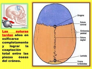 Las suturas
tardan años en
osificarse
completamente
y lograr la
coaptación
total entre las
piezas óseas
del cráneo.
 