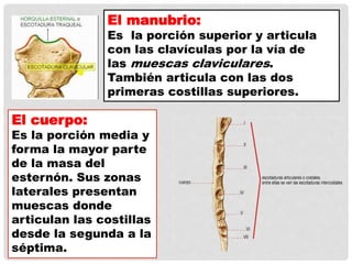 El cuerpo:
Es la porción media y
forma la mayor parte
de la masa del
esternón. Sus zonas
laterales presentan
muescas donde
articulan las costillas
desde la segunda a la
séptima.
El manubrio:
Es la porción superior y articula
con las clavículas por la vía de
las muescas claviculares.
También articula con las dos
primeras costillas superiores.
 