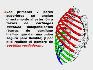 Los primeros 7 pares
superiores se anclan
directamente al esternón a
través de cartílagos
costales independientes
(barras de cartílago
hialino que dan una unión
segura pero flexible) y por
ello reciben el nombre de
costillas verdaderas .
 