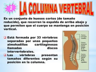 Está formada por 33 vértebras
separadas por unas pequeñas
almohadillas cartilaginosas
llamadas discos
intervertebrales.
 Las vértebras presentan
tamaños diferentes según su
posición en la columna.
Es un conjunto de huesos cortos (de tamaño
reducido), que recorren la espalda de arriba abajo y
que permiten que el cuerpo se mantenga en posición
vertical.
 