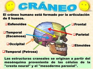 El cráneo humano está formado por la articulación
de 8 huesos.
Las estructuras craneales se originan a partir del
mesénquima proveniente de las células de la
''cresta neural'' y el ''mesodermo paraxial''.
Frontal
Parietal
Occipital
Temporal
(Escamosa)
Esfenoides
Etmoides
Temporal (Petrosa)
 