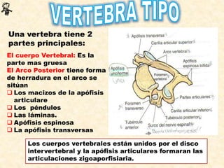 Una vertebra tiene 2
partes principales:
El cuerpo Vertebral: Es la
parte mas gruesa
El Arco Posterior tiene forma
de herradura en el arco se
sitúan
 Los macizos de la apófisis
articulare
 Los péndulos
 Las láminas.
 Apófisis espinosa
 La apófisis transversas
Los cuerpos vertebrales están unidos por el disco
intervertebral y la apófisis articulares formaran las
articulaciones zigoaporfisiaria.
 