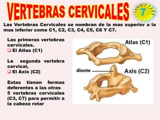 Las Vertebras Cervicales se nombran de la mas superior a la
mas inferior como C1, C2, C3, C4, C5, C6 Y C7.
Las primeras vertebras
cervicales.
 El Atlas (C1)
La segunda vertebra
cervical,
 El Axis (C2)
Estas tienen formas
deferentes a las otras
5 vertebras cervicales
(C3, C7) para permitir a
la cabeza rotar
 