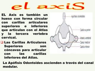 EL Axis es también un
hueso con forma circular
con carillas articulares
superiores e inferiores
que articulan con el Atlas
y la tercera vertebra
cervical.
La Apófisis Odontoides ascienden a través del canal
medular.
 Las Carillas Articulares
Superiores son
cóncavas para articular
con las carillas
inferiores del Atlas.
 