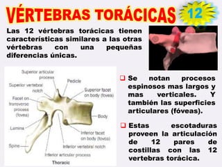 Las 12 vértebras torácicas tienen
características similares a las otras
vértebras con una pequeñas
diferencias únicas.
 Se notan procesos
espinosos mas largos y
mas verticales. Y
también las superficies
articulares (fóveas).
 Estas escotaduras
proveen la articulación
de 12 pares de
costillas con las 12
vertebras torácica.
 