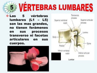 Las 5 vértebras
lumbares (L1 – L5)
son las mas grandes,
no tienen forámenes
en sus procesos
transverso ni facetas
articulares en sus
cuerpos.
 