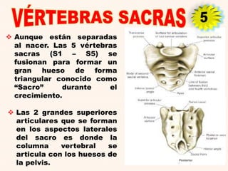  Aunque están separadas
al nacer. Las 5 vértebras
sacras (S1 – S5) se
fusionan para formar un
gran hueso de forma
triangular conocido como
“Sacro” durante el
crecimiento.
 Las 2 grandes superiores
articulares que se forman
en los aspectos laterales
del sacro es donde la
columna vertebral se
articula con los huesos de
la pelvis.
 