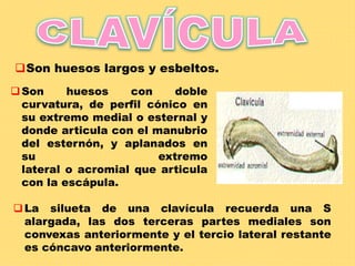 Son huesos con doble
curvatura, de perfil cónico en
su extremo medial o esternal y
donde articula con el manubrio
del esternón, y aplanados en
su extremo
lateral o acromial que articula
con la escápula.
Son huesos largos y esbeltos.
La silueta de una clavícula recuerda una S
alargada, las dos terceras partes mediales son
convexas anteriormente y el tercio lateral restante
es cóncavo anteriormente.
 