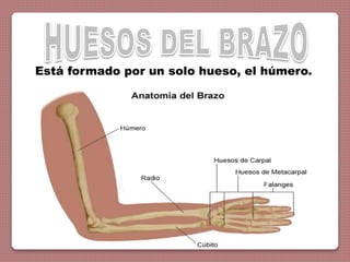 Está formado por un solo hueso, el húmero.
 