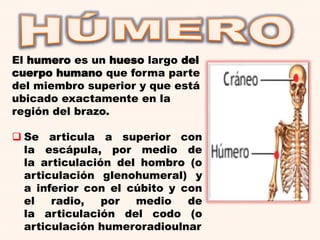 El humero es un hueso largo del
cuerpo humano que forma parte
del miembro superior y que está
ubicado exactamente en la
región del brazo.
 Se articula a superior con
la escápula, por medio de
la articulación del hombro (o
articulación glenohumeral) y
a inferior con el cúbito y con
el radio, por medio de
la articulación del codo (o
articulación humeroradioulnar
 