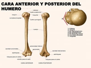 CARA ANTERIOR Y POSTERIOR DEL
HUMERO
 