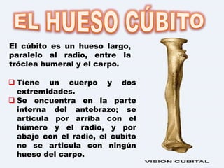  Tiene un cuerpo y dos
extremidades.
 Se encuentra en la parte
interna del antebrazo; se
articula por arriba con el
húmero y el radio, y por
abajo con el radio, el cubito
no se articula con ningún
hueso del carpo.
El cúbito es un hueso largo,
paralelo al radio, entre la
tróclea humeral y el carpo.
 