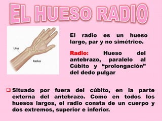 El radio es un hueso
largo, par y no simétrico.
 Situado por fuera del cúbito, en la parte
externa del antebrazo. Como en todos los
huesos largos, el radio consta de un cuerpo y
dos extremos, superior e inferior.
Radio: Hueso del
antebrazo, paralelo al
Cúbito y “prolongación”
del dedo pulgar
 