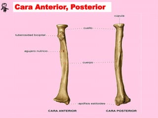 Cara Anterior, Posterior
 