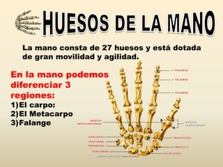 La mano consta de 27 huesos y está dotada
de gran movilidad y agilidad.
En la mano podemos
diferenciar 3
regiones:
1)El carpo:
2)El Metacarpo
3)Falange
 