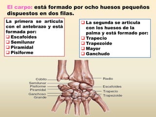  La segunda se articula
con los huesos de la
palma y está formado por:
 Trapecio
 Trapezoide
 Mayor
 Ganchudo
El carpo: está formado por ocho huesos pequeños
dispuestos en dos filas.
La primera se articula
con el antebrazo y está
formada por:
 Escafoides
 Semilunar
 Piramidal
 Pisiforme
 