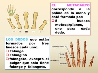 LOS DEDOS que están
formados por tres
huesos cada uno:
 Falange
 Falangina
 falangeta, excepto el
pulgar que solo tiene
falange y falangeta.
EL METACARPO
corresponde a la
palma de la mano y
está formado por:
 5 huesos
metacarpianos,
uno para cada
dedo.
 