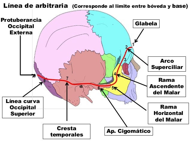 Limite Entre Boveda Y Base Del Craneo