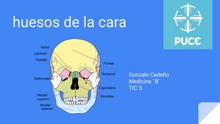 huesos de la cara
Gonzalo Cedeño
Medicina ¨B¨
TIC´S
 