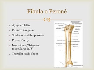 Fíbula o Peroné


●

Aguja en latín.

●

Cilindro irregular

●

Sindesmosis tibioperonea

●

Pronación fija

●

●

Inserciones/Orígenes
musculares (1/8)
Tracción hacia abajo

 