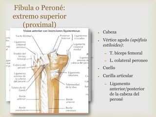 Fíbula o Peroné:
extremo superior
(proximal)
●

●

Cabeza
Vértice agudo (apófisis
estiloides):
–

T. bíceps femoral

–

L. colateral peroneo

●

Cuello

●

Carilla articular
–

Ligamento
anterior/posterior
de la cabeza del
peroné

 