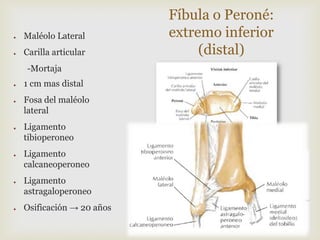●

Maléolo Lateral

●

Carilla articular
-Mortaja

●

●

●

●

●

●

1 cm mas distal
Fosa del maléolo
lateral
Ligamento
tibioperoneo
Ligamento
calcaneoperoneo
Ligamento
astragaloperoneo
Osificación → 20 años

Fíbula o Peroné:
extremo inferior
(distal)

 