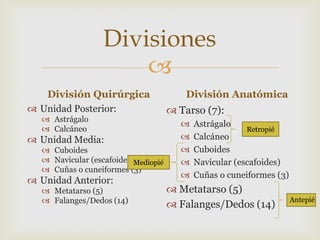 Divisiones

División Quirúrgica
 Unidad Posterior:
 Astrágalo
 Calcáneo

 Unidad Media:
 Cuboides
 Navicular (escafoides)Mediopié
 Cuñas o cuneiformes (3)

 Unidad Anterior:
 Metatarso (5)
 Falanges/Dedos (14)

División Anatómica

 Tarso (7):






Astrágalo
Retropié
Calcáneo
Cuboides
Navicular (escafoides)
Cuñas o cuneiformes (3)

 Metatarso (5)
 Falanges/Dedos (14)

Antepié

 