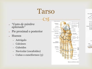 ●

“Cesto de mimbre
aplanado”

Tarso


●

Pie proximal o posterior

●

Huesos
–
–
–
–
–

Astrágalo
Calcáneo
Cuboides
Navicular (escafoides)
Cuñas o cuneiformes (3)

 
