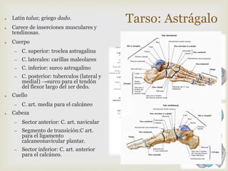 ●

●

●

Latin talus; griego dado.
Carece de inserciones musculares y
tendinosas.
Cuerpo
–
–

C. laterales: carillas maleolares

–

C. inferior: surco astragalino

–

●

C. superior: troclea astragalina

C. posterior: tuberculos (lateral y
medial) →surco para el tendón
del flexor largo del 1er dedo.

Cuello
–

●

C. art. media para el calcáneo

Cabeza
–

Sector anterior: C. art. navicular

–

Segmento de transición:C art.
para el ligamento
calcaneonavicular plantar.

–

Sector inferior: C. art. anterior
para el calcáneo.

Tarso: Astrágalo

 